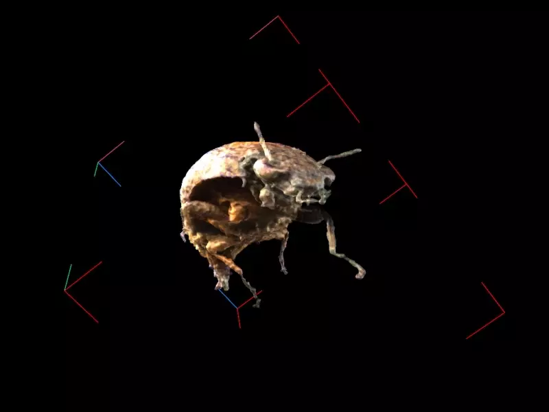 Detailed animated 3D-visualization of a single beetle