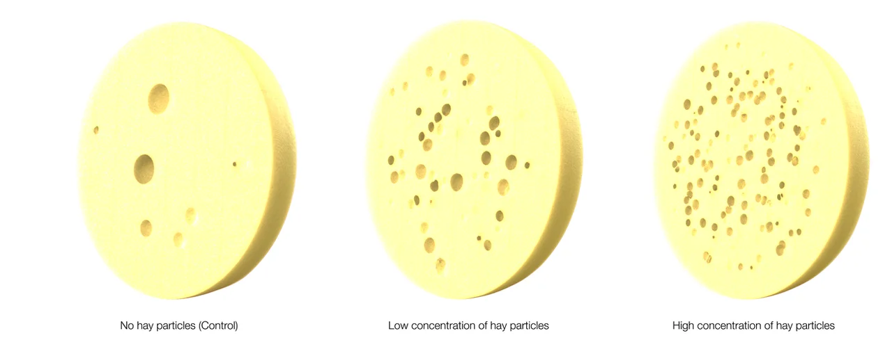 Hay particle concentration affects hole formation in cheese