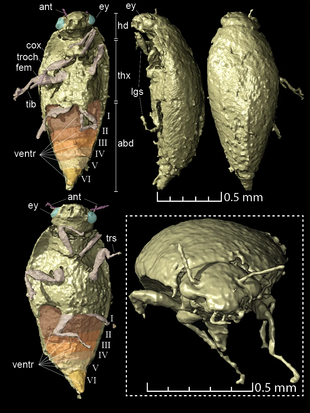 Structure of the preserved beetle